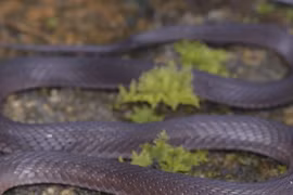 Việt Nam phát hiện loài rắn mới trên đỉnh Fansipan 2.600m