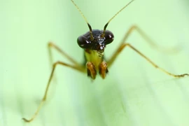 Sinh vật nửa kiến nửa bọ ngựa nhỏ xíu gây sốt ở Việt Nam