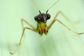 Sinh vật nửa kiến nửa bọ ngựa nhỏ xíu gây sốt ở Việt Nam