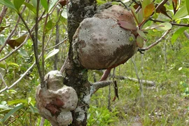 Kỳ lạ loài cây quý hiếm sống cộng sinh cùng kiến trong rừng