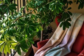 Cây cảnh hút tiền đại gia chuộng, đặt 3 chỗ này cực phát tài