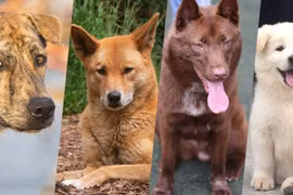 4 giống chó quý Việt Nam cực thông minh khiến thế giới nể phục