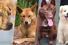 4 giống chó quý Việt Nam cực thông minh khiến thế giới nể phục