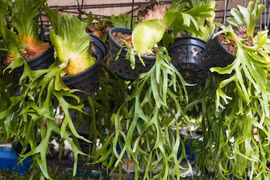 Cây cảnh như sừng độc lạ mang may mắn, tài lộc cho gia đình