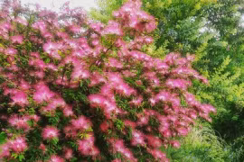 Cây cảnh nở hoa 10 lần/năm, biểu tượng của hạnh phúc êm ấm