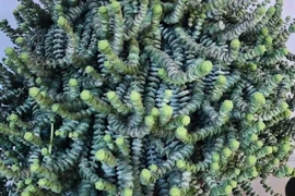 5 cây cảnh như bùa may mắn, đặt ở phòng khách, thu hút tài lộc