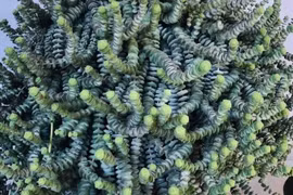 5 cây cảnh như bùa may mắn, đặt ở phòng khách, thu hút tài lộc