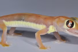 Độc lạ loài tắc kè phát sáng dưới trăng, uống nước bằng mắt