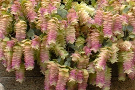 Lạ lùng loài hoa nở quanh năm, đổi màu theo mùa đẹp mê hoặc