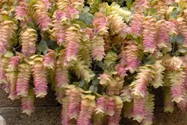 Lạ lùng loài hoa nở quanh năm, đổi màu theo mùa đẹp mê hoặc