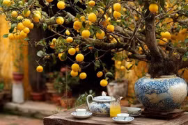 Lỡ trồng 4 cây cảnh này sai chỗ, gia chủ khó giữ phú quý