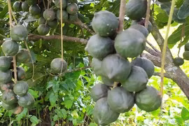 Loại hạt đắt đỏ nhất thế giới, Việt Nam trồng bạt ngàn 