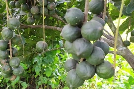 Loại hạt đắt đỏ nhất thế giới, Việt Nam trồng bạt ngàn 