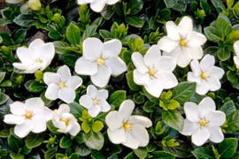 Trồng ngay cây cảnh này, tiền vào như nước, tài lộc đầy nhà