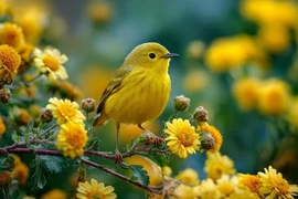 Sinh đúng ngày Âm lịch này, vận số an yên rạng rỡ lúc về già