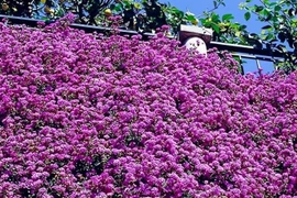 Cây cảnh siêu chịu nắng, nở hoa tím lãng mạn đẹp gây mê