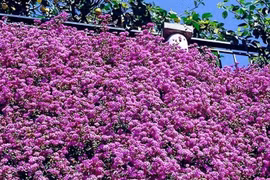 Cây cảnh siêu chịu nắng, nở hoa tím lãng mạn đẹp gây mê