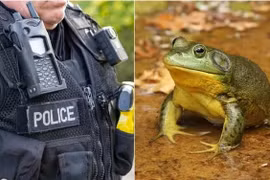 Dùng AI viết báo cáo, cảnh sát Mỹ bị “biến thành ếch”