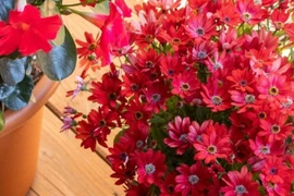 Loài hoa cúc đẹp 'gây mê' nở bảy sắc cầu vồng, mang may mắn thịnh vượng