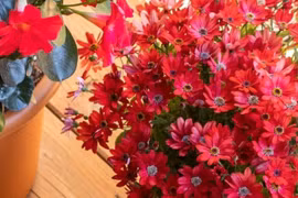 Loài hoa cúc đẹp 'gây mê' nở bảy sắc cầu vồng, mang may mắn thịnh vượng