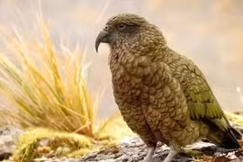 5 loài chim thông minh nhất thế giới khiến con người kinh ngạc