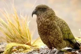 5 loài chim thông minh nhất thế giới khiến con người kinh ngạc