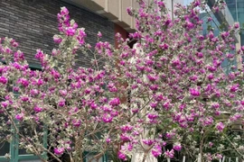 Tuyết sơn phi hồng - Cây cảnh chịu nắng, hoa nở rực mùa hè