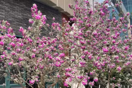 Tuyết sơn phi hồng - Cây cảnh chịu nắng, hoa nở rực mùa hè