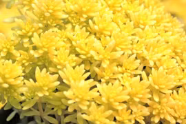 6 cây cảnh rước lộc, hút vàng... bày trong nhà cả năm may mắn