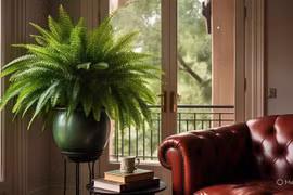 Cây cảnh "nữ hoàng xanh", trồng trong nhà tài lộc vô biên