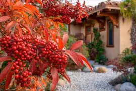 Vì sao nam thiên trúc là cây số 1 trong phong thủy nhà ở?