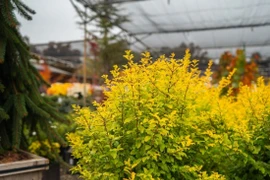 Cây cảnh lá vàng độc đáo bừng sáng khu vườn, hút lộc trời