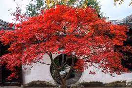  Trồng đúng cây trước cửa, gia đình ba đời phát tài phát lộc