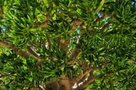 Loài cây trữ của 100 năm tuổi, lá hút tiền, thân giữ lộc