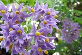 'Vượt mặt' tử đằng, cây cảnh bầu trời sao xanh này mới thật sự đỉnh