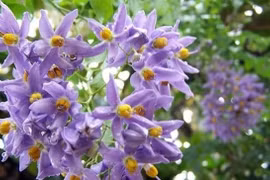 'Vượt mặt' tử đằng, cây cảnh bầu trời sao xanh này mới thật sự đỉnh