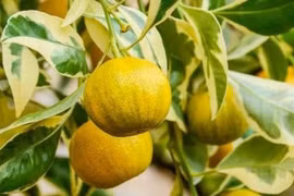 Cây cảnh trồng trong nhà vừa đẹp không gian vừa cho quả ngon