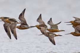 Chim choắt mỏ cong đuôi sọc bay liên tục 11 ngày không nghỉ