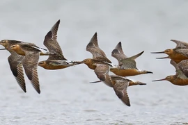 Chim choắt mỏ cong đuôi sọc bay liên tục 11 ngày không nghỉ