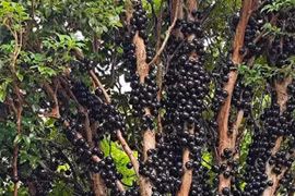 Phát sốt loài cây "trứng cá đen", đẹp nhà lại hái ra tiền