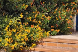 Loài cây phong thủy xua đuổi muỗi, mang ngũ phúc vào nhà