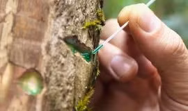 Loài cây hút 'vàng xanh' từ đất, tất cả nhờ công nghệ thần thánh này