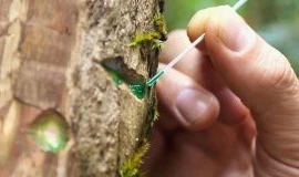 Loài cây hút 'vàng xanh' từ đất, tất cả nhờ công nghệ thần thánh này