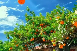 Ba loại cây phong thủy trong nhà mang lại phúc lộc đời đời