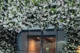 Cây cảnh nở như tuyết rơi, thơm như nước hoa thiên nhiên