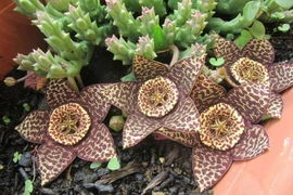 Loài hoa đẹp mê hoặc, sao người trồng vừa si mê vừa e dè? 