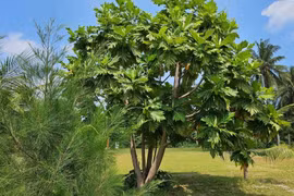 Trồng cây cảnh lá to khổng lồ này, gia đình sống sung túc 70 năm