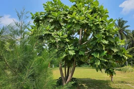Trồng cây cảnh lá to khổng lồ này, gia đình sống sung túc 70 năm