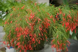 Rộn ràng sắc 'pháo' ngày xuân, gọi Tết xưa về trong từng chùm hoa đỏ