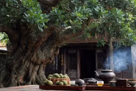 Cây quý không chặt, gia đạo an yên, tiền vào như nước